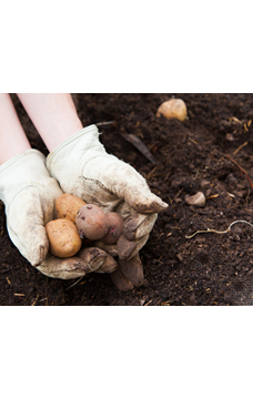 Sajenje krompirja – klasika vsakega vrta