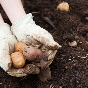 Sajenje krompirja – klasika vsakega vrta