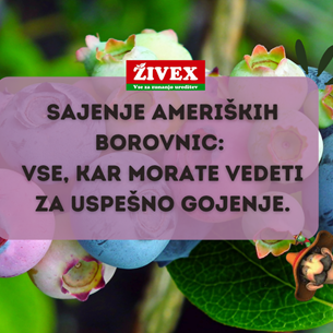 Sajenje ameriških borovnic: Vse, kar morate vedeti za uspešno gojenje
