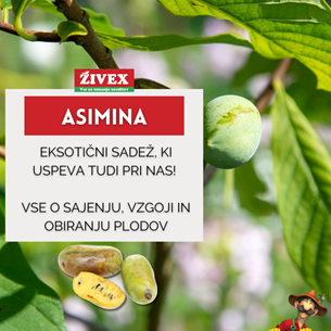 ASIMINA - Eksotični sadež, ki uspeva tudi pri nas! Vse o sajenju, vzgoji in obiranju plodov